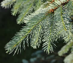 Picea pungens ‘Glauca’ (blauwspar)